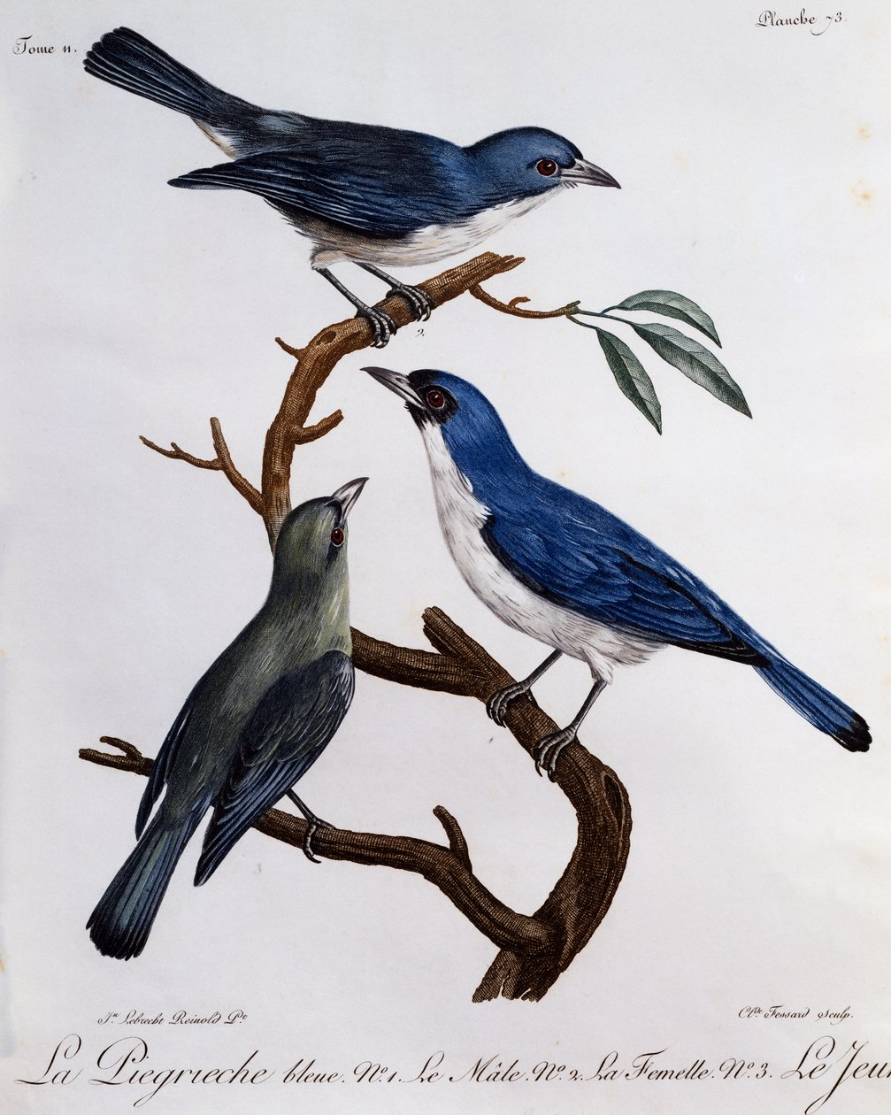 Sininen Vanga (Cyanolanius madagascarinus), kaiverrus Afrikan lintujen luonnonhistoriasta tekijältä Francois Le Vaillant