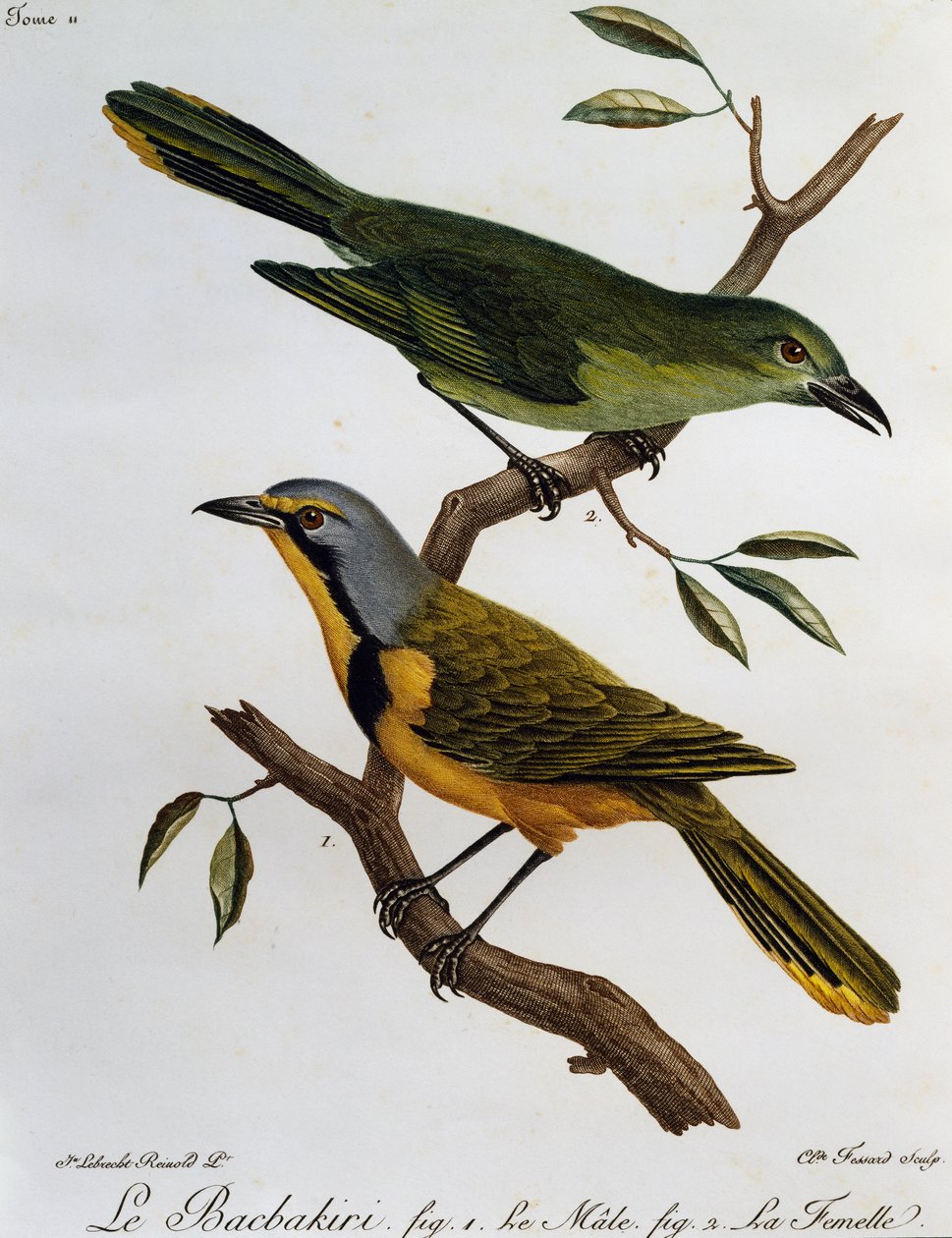 Bokmakierie Bushshrike (Telophorus zeylonus), kaiverrus Histoire Naturelle des Oiseaux d