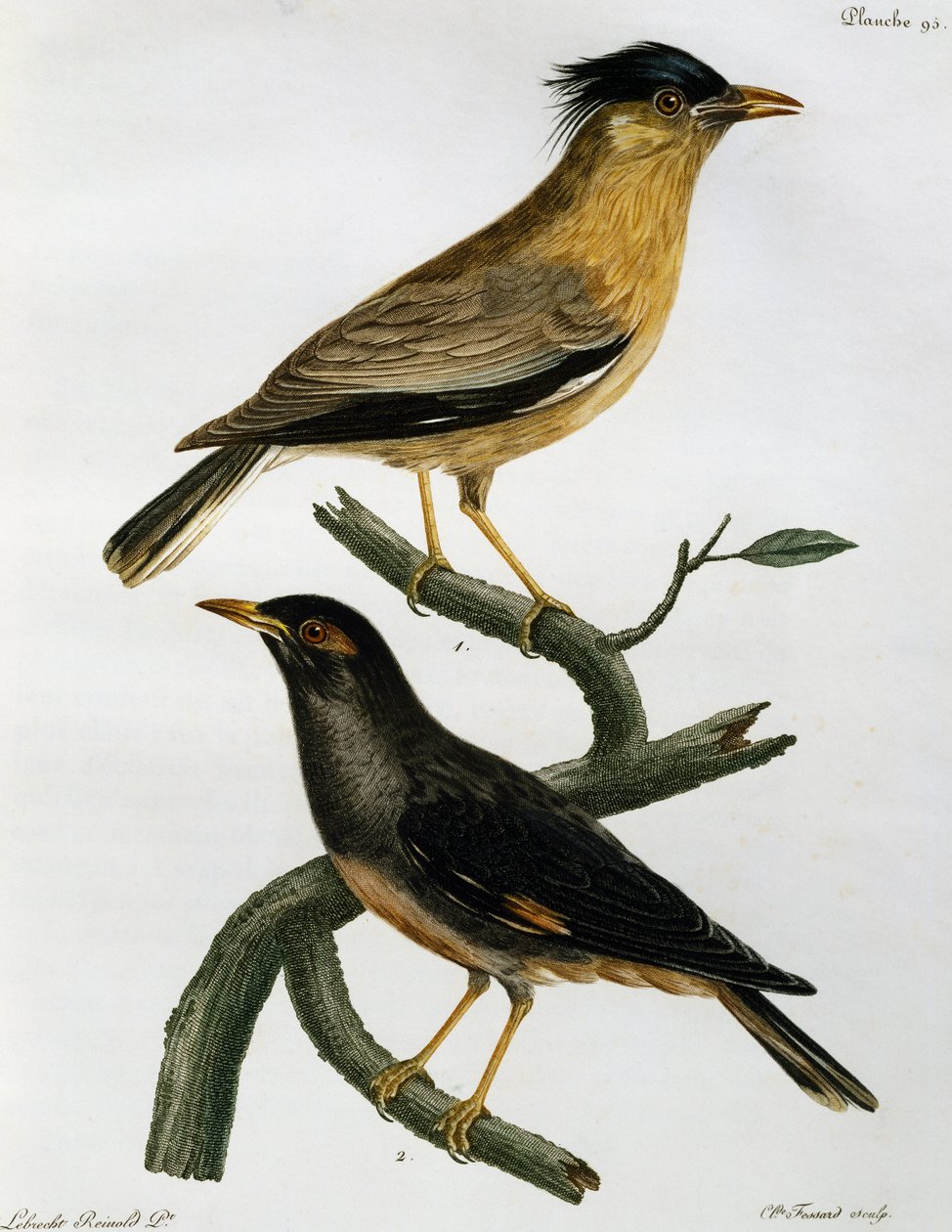 Brahminy Starling (Sturnus pagodarum) ja alla Bank Myna (Acridotheres ginginianus), kaiverrus Histoire Naturelle des Oiseaux d