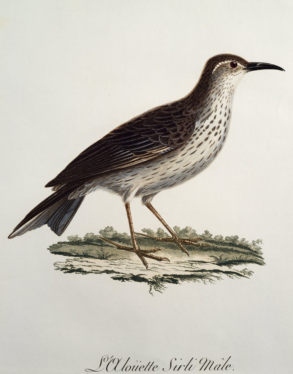 Cape Longbill -uros (Certhilauda curvirostris), kaiverrus Histoire Naturelle des Oiseaux d