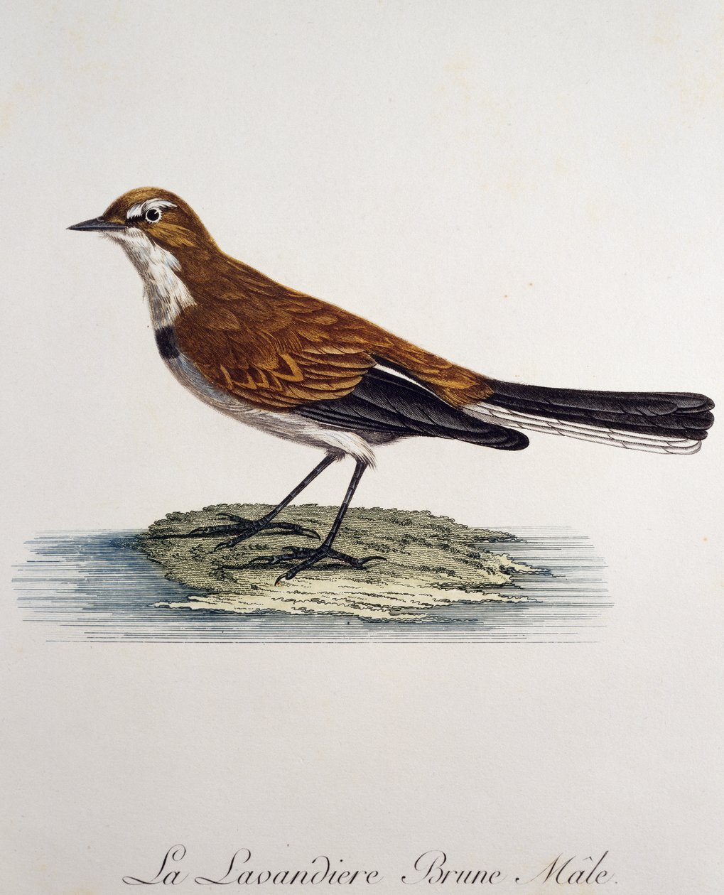 Cape Wagtail -uros (Motacilla capensis), kaiverrus Histoire Naturelle des Oiseaux d