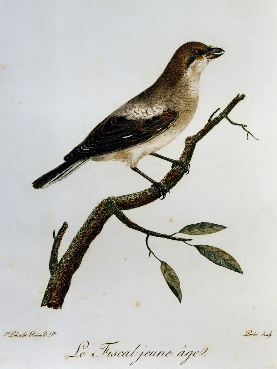 Fiscal comú (Lanius collaris), gravat de Histoire Naturelle des Oiseaux d
