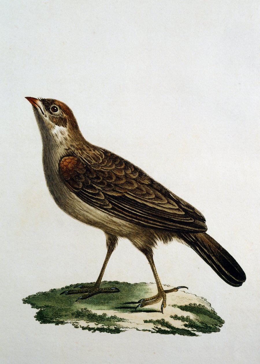 Naaraskäkirulla, kaiverrus Afrikan lintujen luonnonhistoriasta, Francois Le Vaillant (1753-1824), Ranska tekijältä Francois Le Vaillant