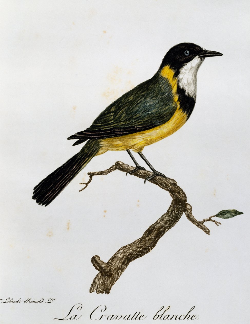 Golden Whistler (Pachycephala pectoralis), kaiverrus Histoire Naturelle des Oiseaux d