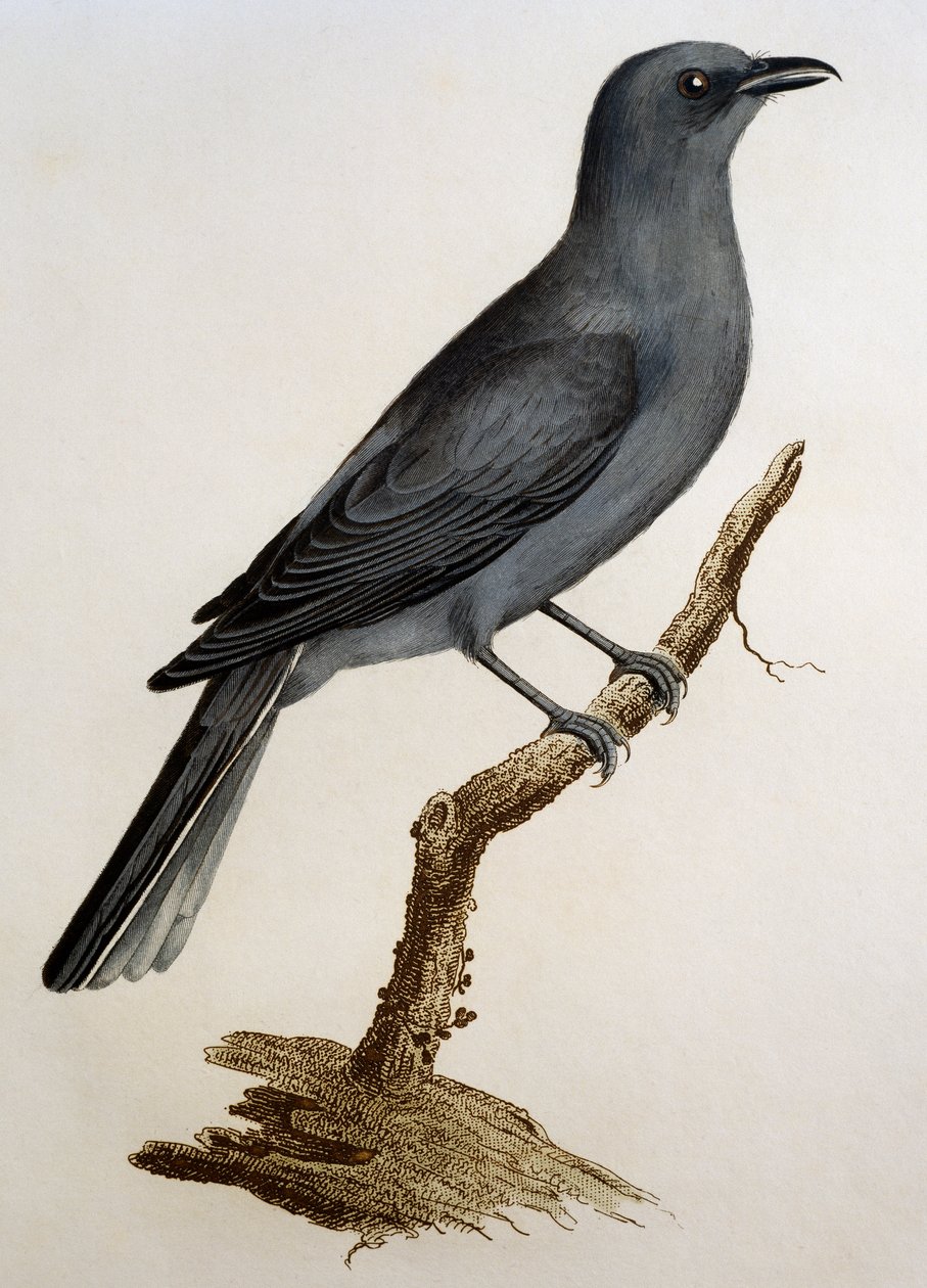 Harmaa käkikirkko (Coracina caesia), kaiverrus Histoire Naturelle des Oiseaux d