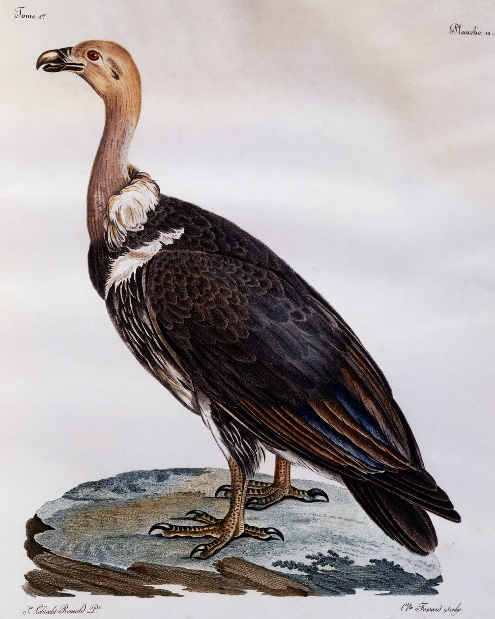 Kypsä Cape Griffon (Gyps coprotheres), kaiverrus Afrikan lintujen luonnonhistoriasta tekijältä Francois Le Vaillant