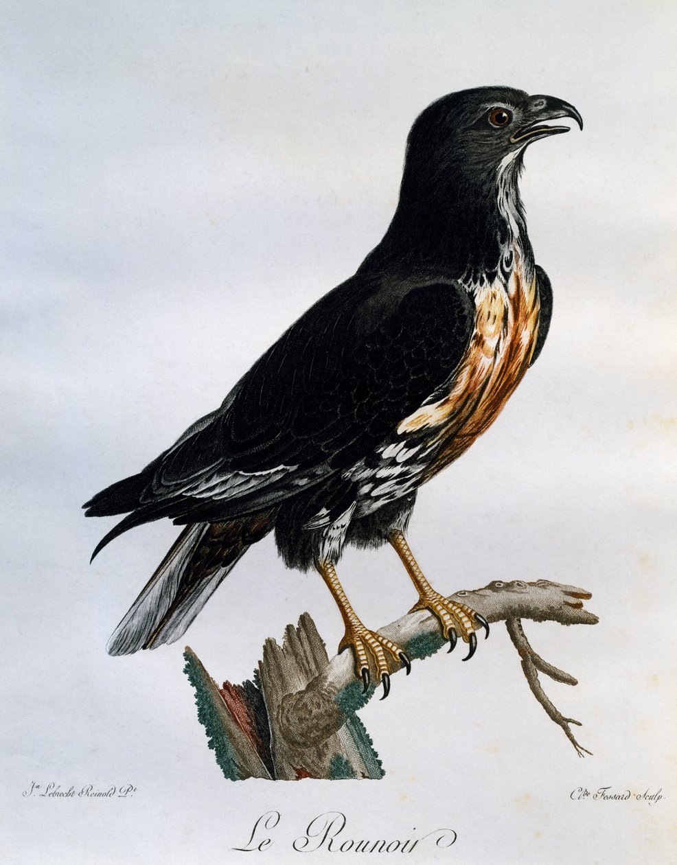 Jackal Buzzard (Buteo rufofuscus), kaiverrus Afrikan lintujen luonnonhistoriasta tekijältä Francois Le Vaillant