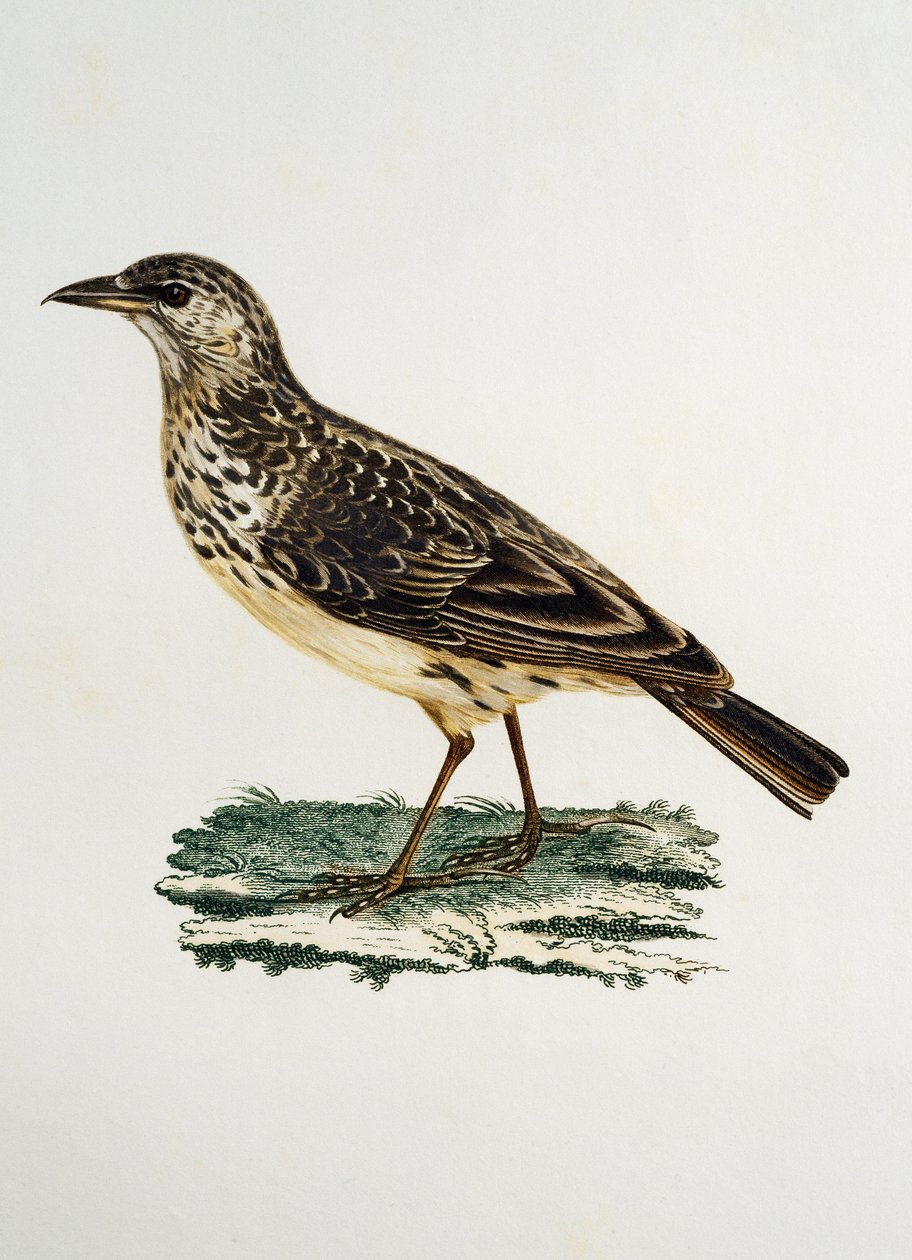 Isonokkakiuru (Galerida magnirostris), kaiverrus Histoire Naturelle des Oiseaux d