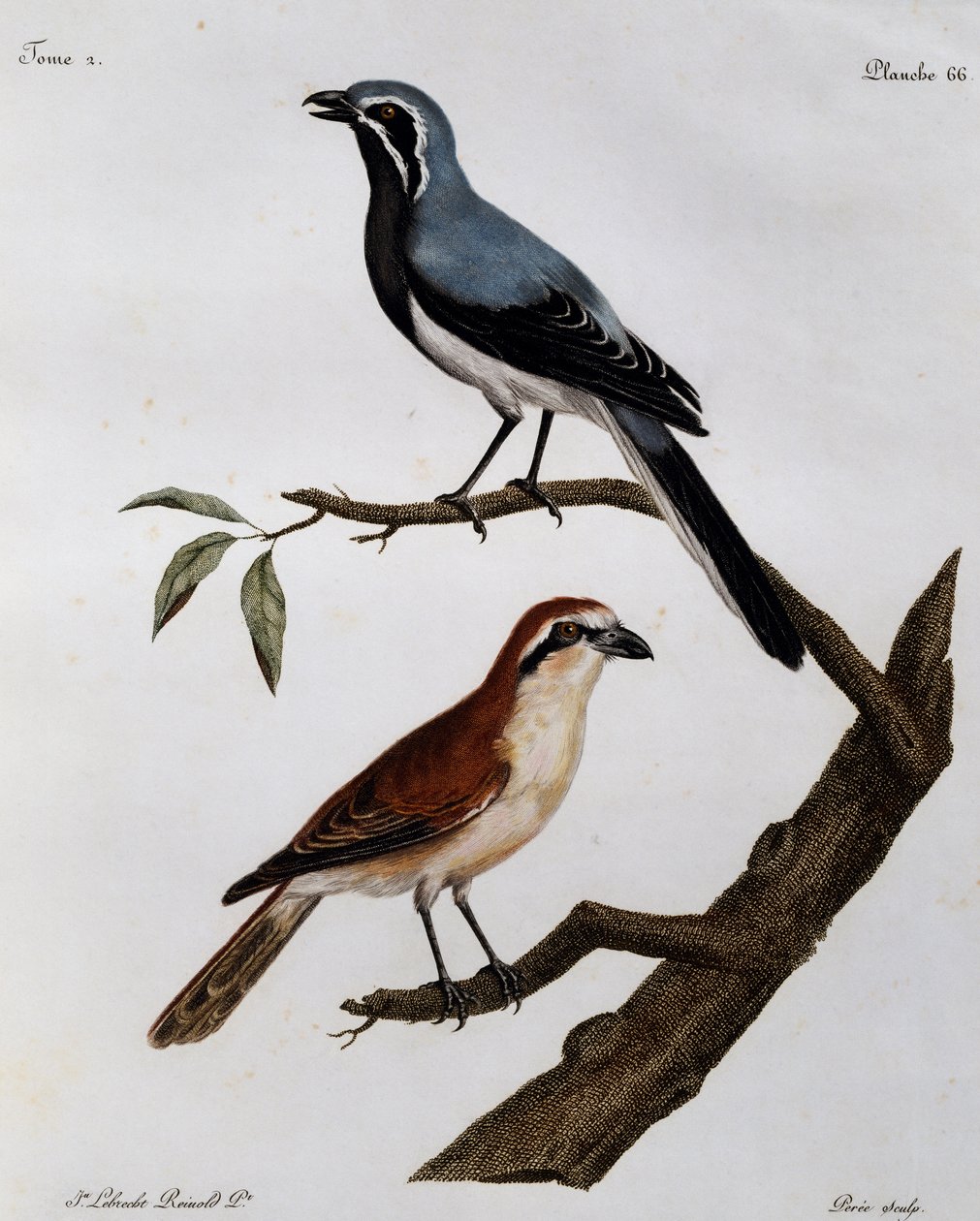 Le Pendeur et le Rousseau, kaiverrus Histoire Naturelle des Oiseaux d