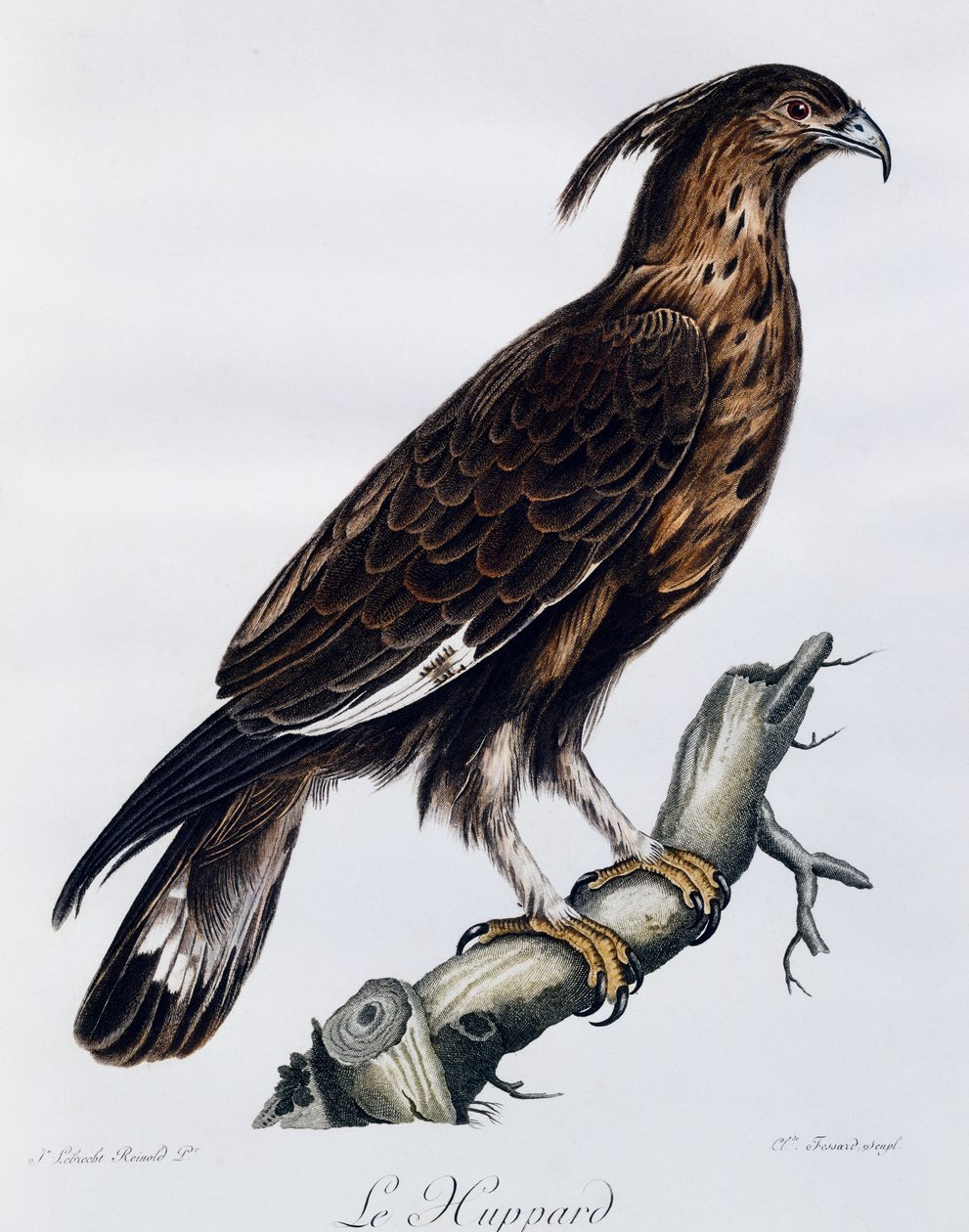 Pitkäharikotka (Lophaetus occipitalis), kaiverrus Histoire Naturelle des Oiseaux d