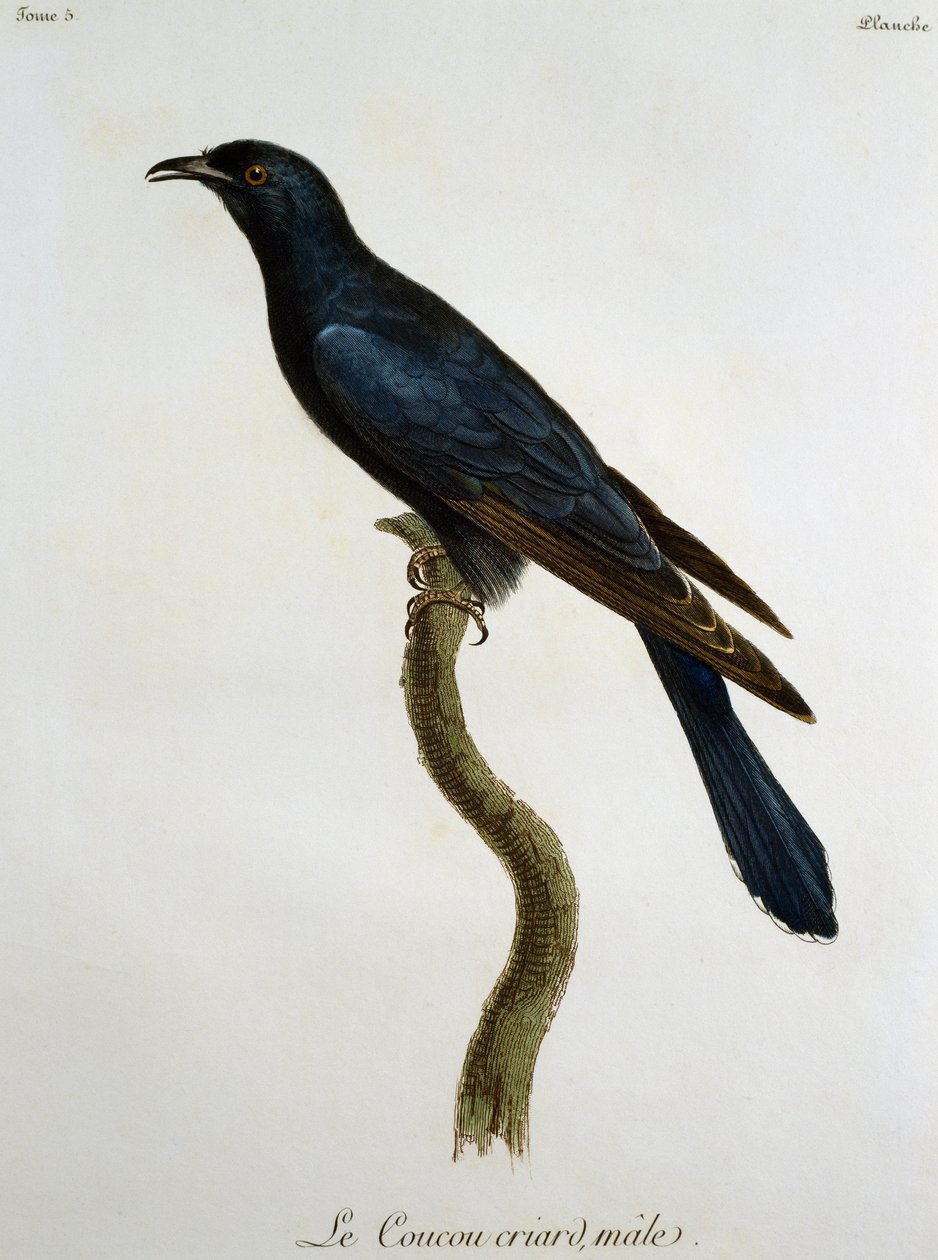 Urospuolinen mustakäki (Cuculus clamosus), kaiverrus Histoire Naturelle des Oiseaux d