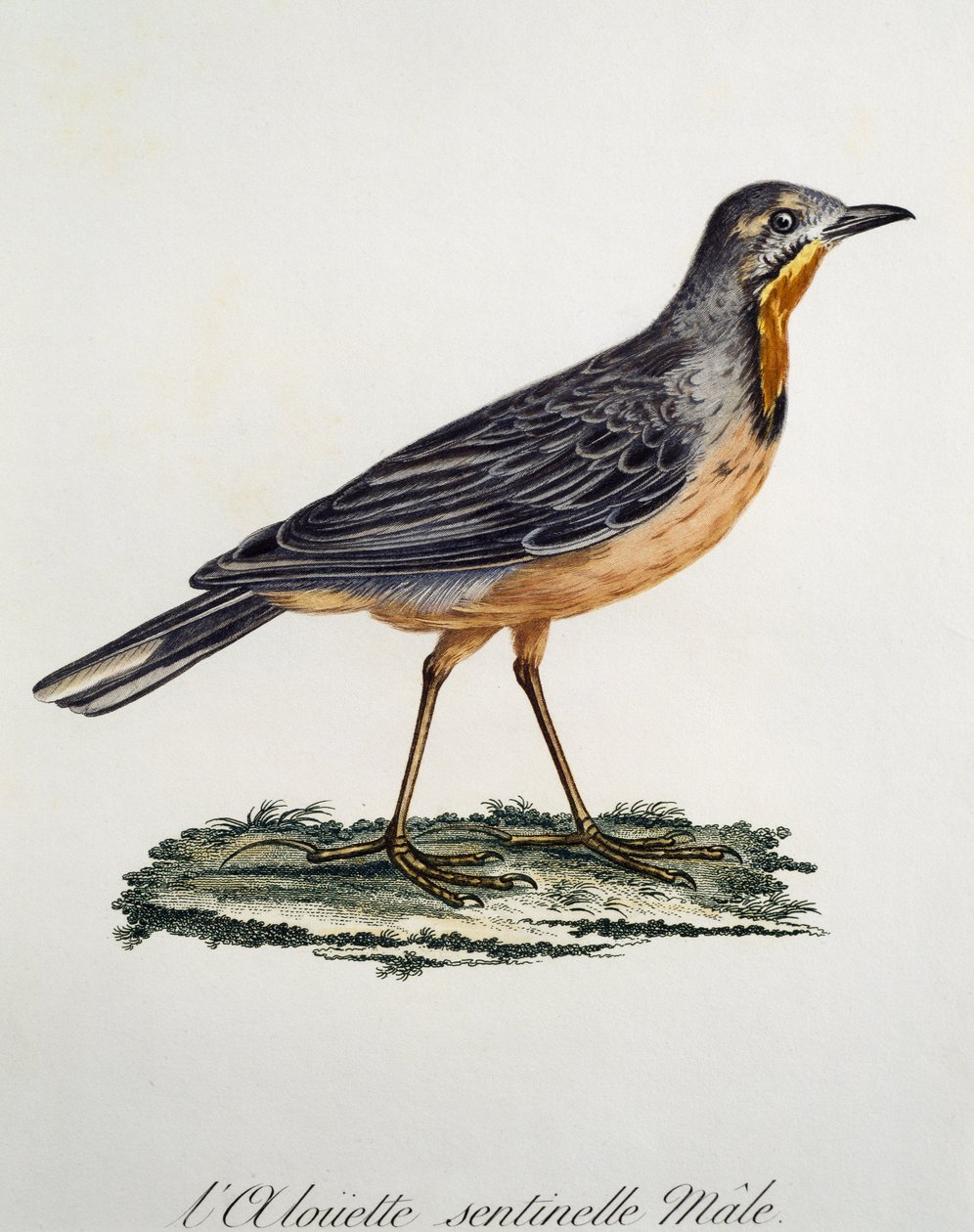 Miesten Cape Longclaw (Macronyx capensis), kaiverrus Histoire Naturelle des Oiseaux d