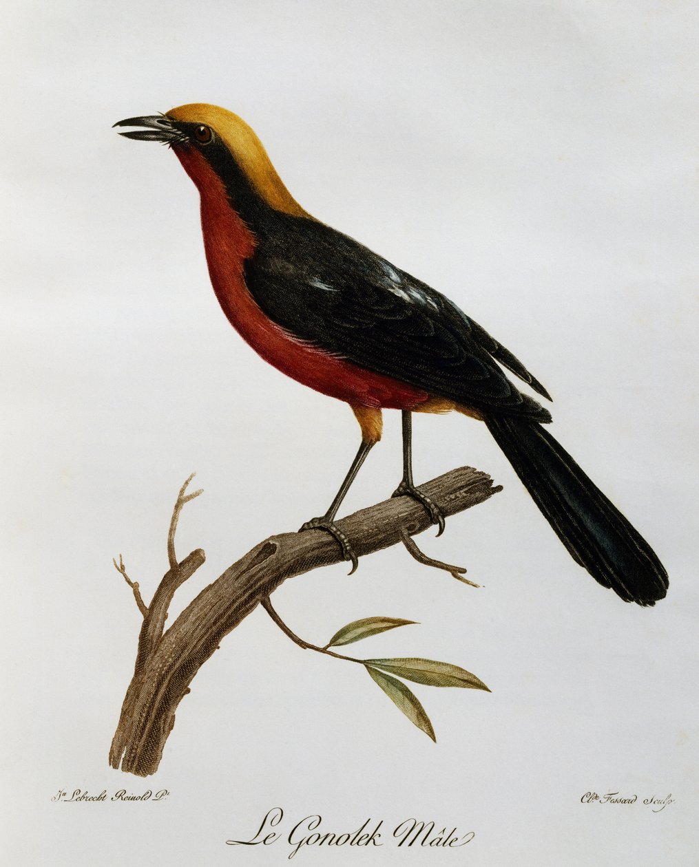Gonolek-uros (Laniarius barbarus), kaiverrus Afrikan lintujen luonnonhistoriasta tekijältä Francois Le Vaillant