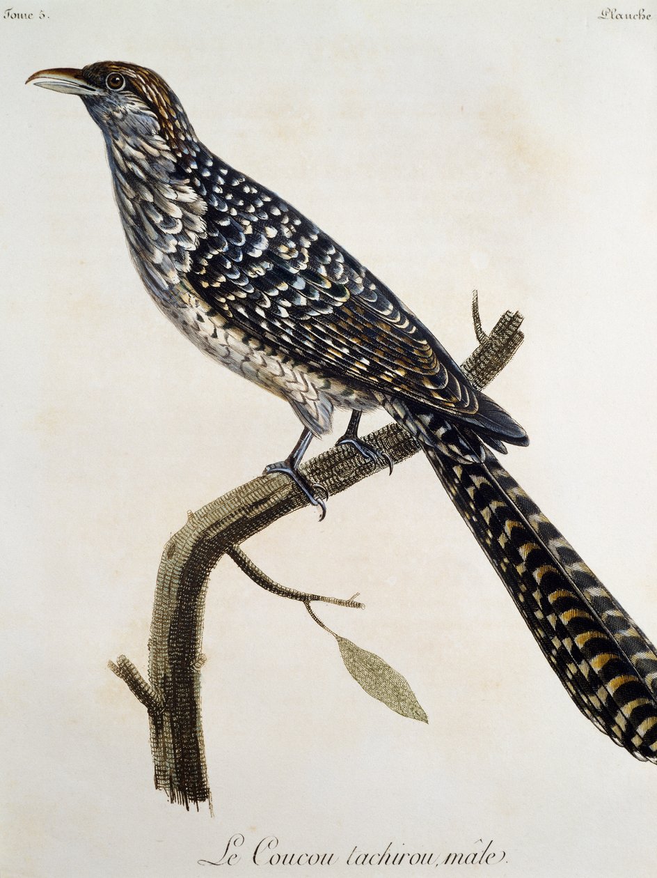 Mies Coucou tachirou, kaiverrus Afrikan lintujen luonnonhistoriasta, kirjoittanut Francois Le Vaillant (1753-1824), Ranska tekijältä Francois Le Vaillant