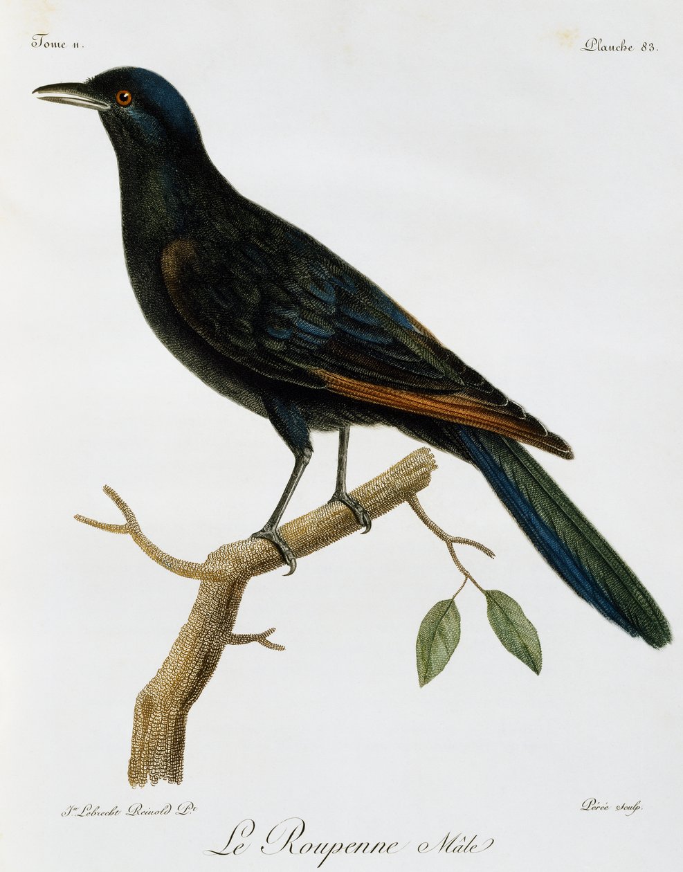 Urospuolinen kottarainen (Onychognathus morio), kaiverrus Histoire Naturelle des Oiseaux d