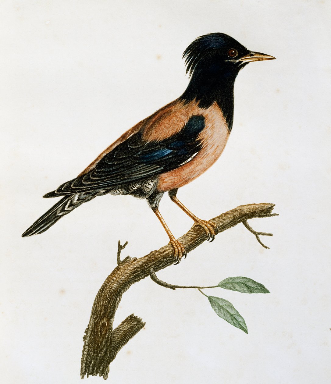 Urospuolinen kottarainen (Sturnus roseus), kaiverrus Histoire Naturelle des Oiseaux d