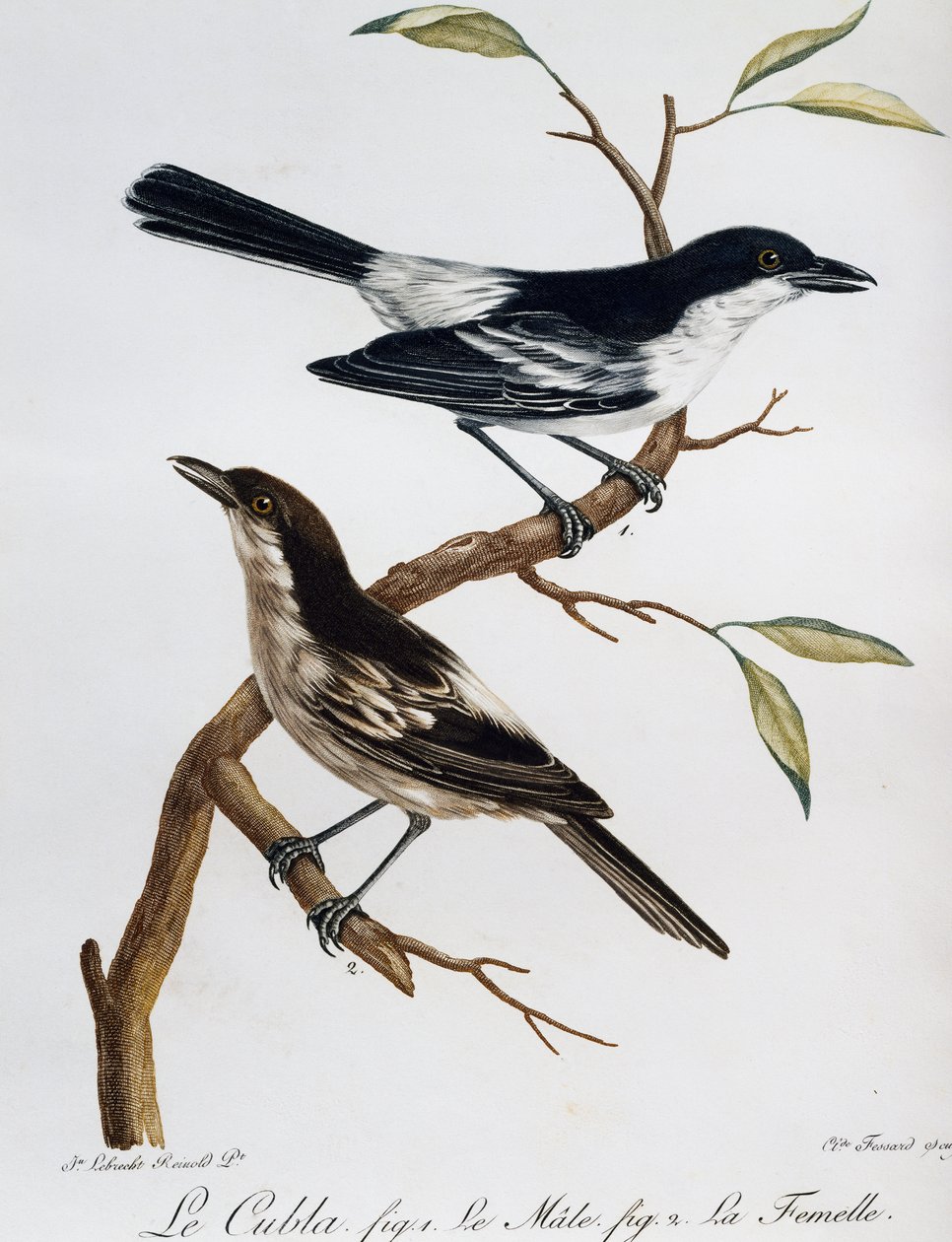 Black-backed Puffbackin (Dryoscopus cubla) uros ja naaras, kaiverrus Histoire Naturelle des Oiseaux d