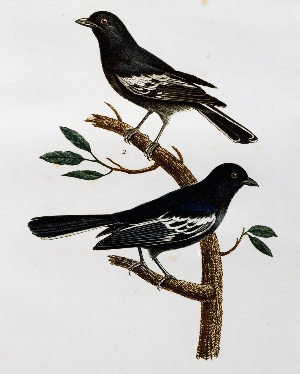Mustatiaisen (Parus niger) uros ja naaras, kaiverrus Histoire Naturelle des Oiseaux d