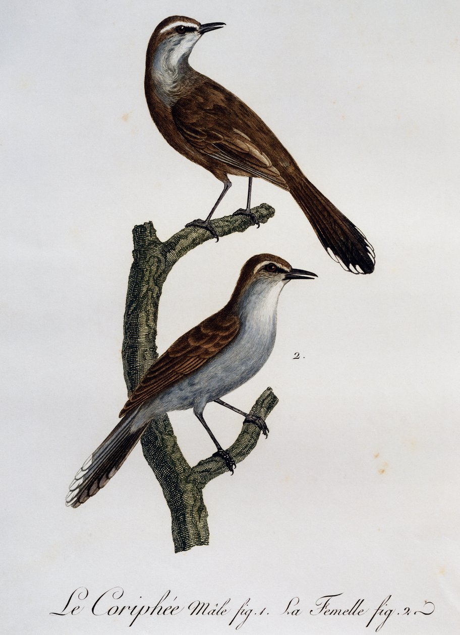 Karoo Scrub-Robinin (Cercotrichas coryphoeus) uros ja naaras, kaiverrus Histoire Naturelle des Oiseaux d