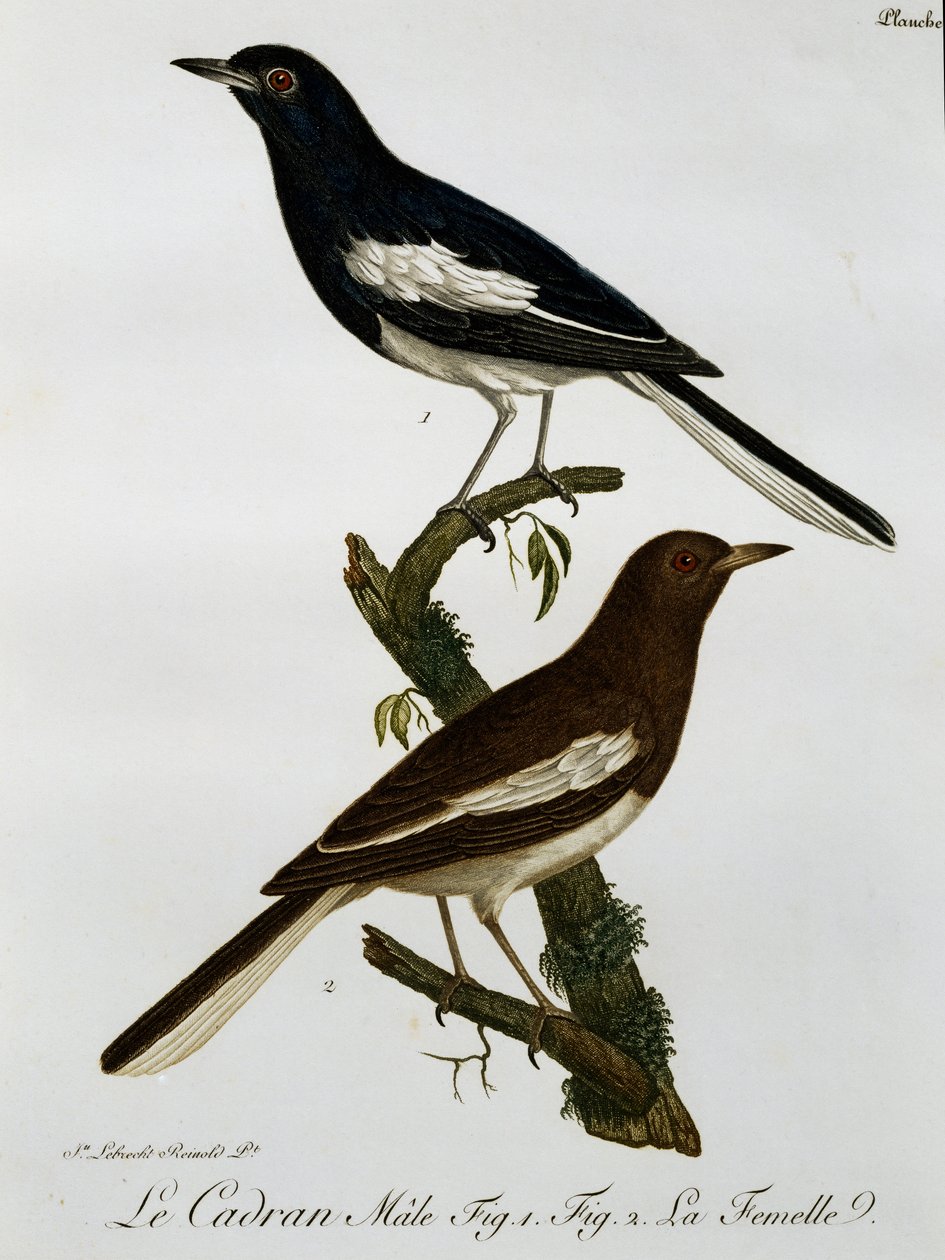 Oriental Magpie-robinin (Copsychus saularis) uros ja naaras, kaiverrus Histoire Naturelle des Oiseaux d