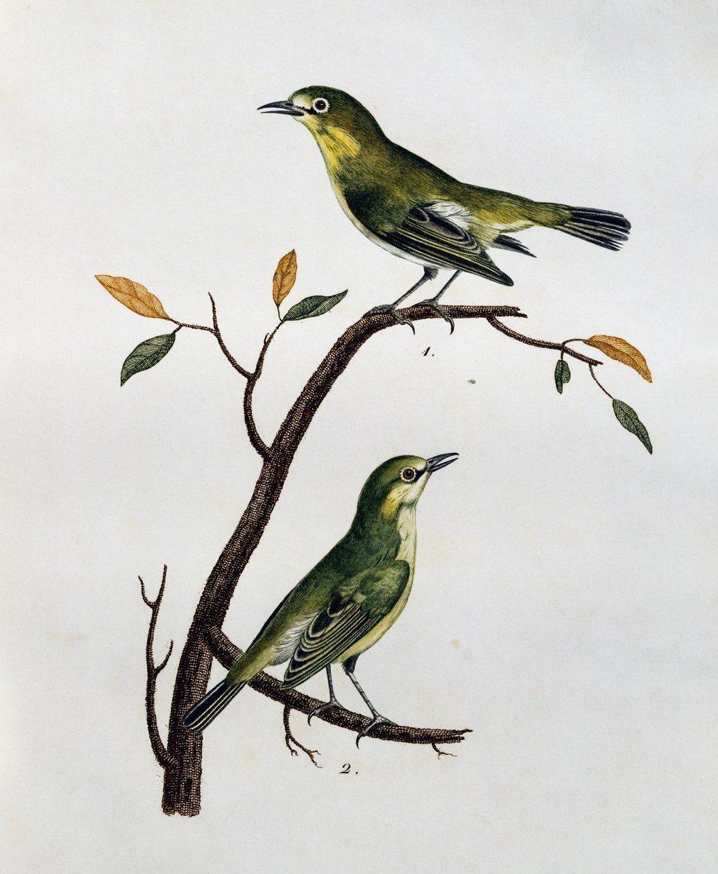 Vaaleasilmäisen valkosilmän (Zosterops pallidus) uros ja naaras, kaiverrus teoksesta Histoire Naturelle des Oiseaux d