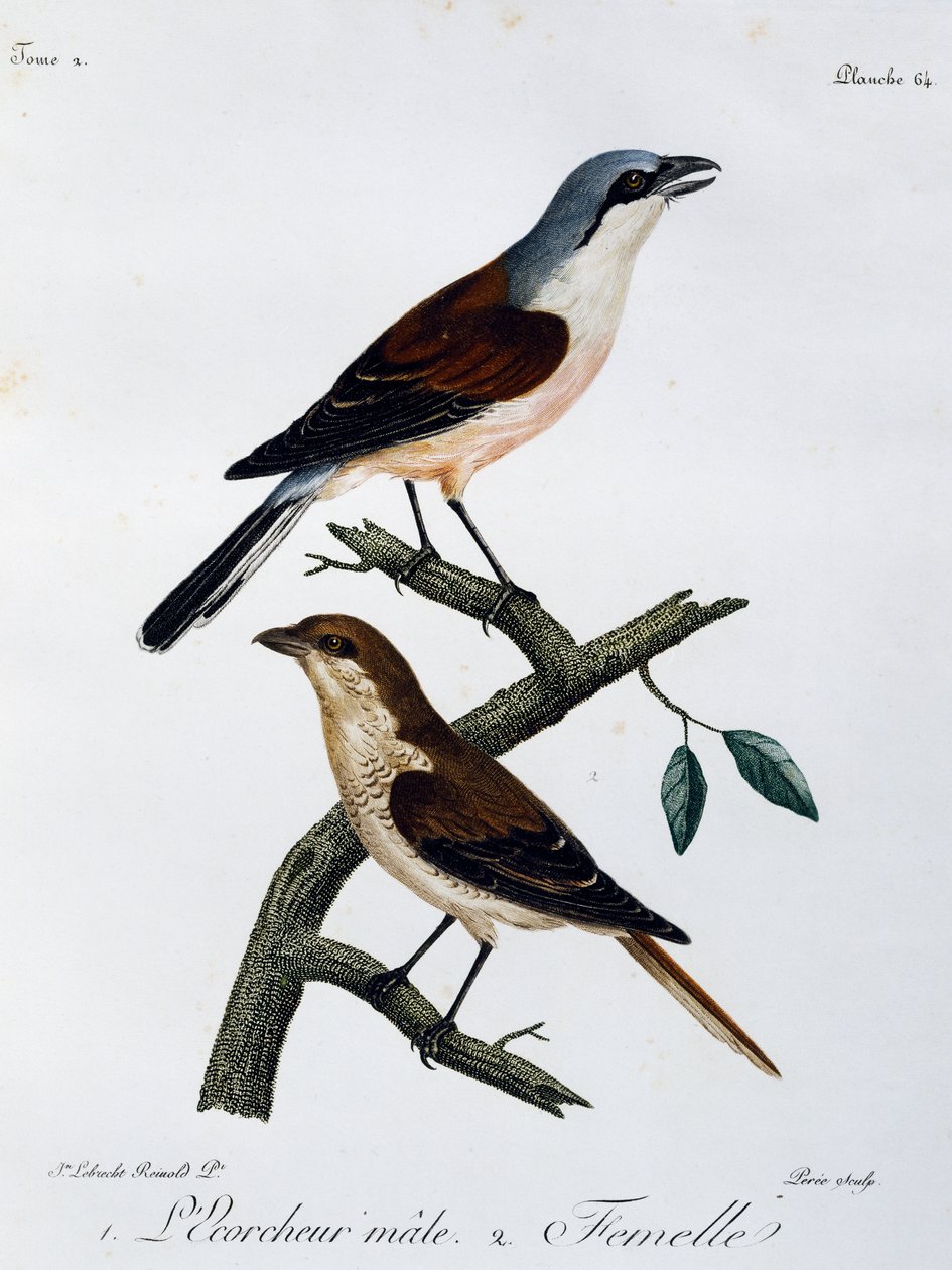 Punaselkäkirkon (Lanius collurio) uros ja naaras, kaiverrus Histoire Naturelle des Oiseaux d