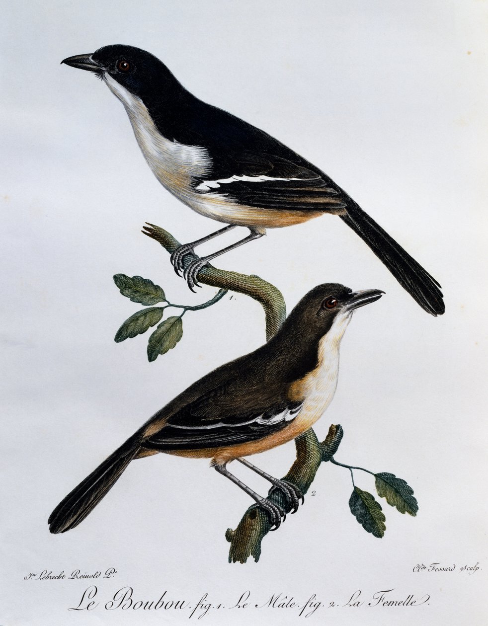Eteläisen bouboun (Laniarius ferrugineus) uros ja naaras, kaiverrus Histoire Naturelle des Oiseaux d