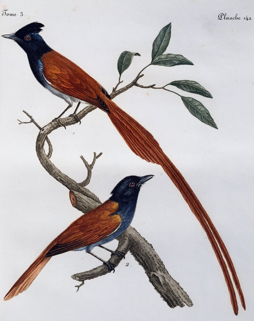 Täpläkärpässieppo (Muscicapa striata) uros ja naaras, kaiverrus Histoire Naturelle des Oiseaux d