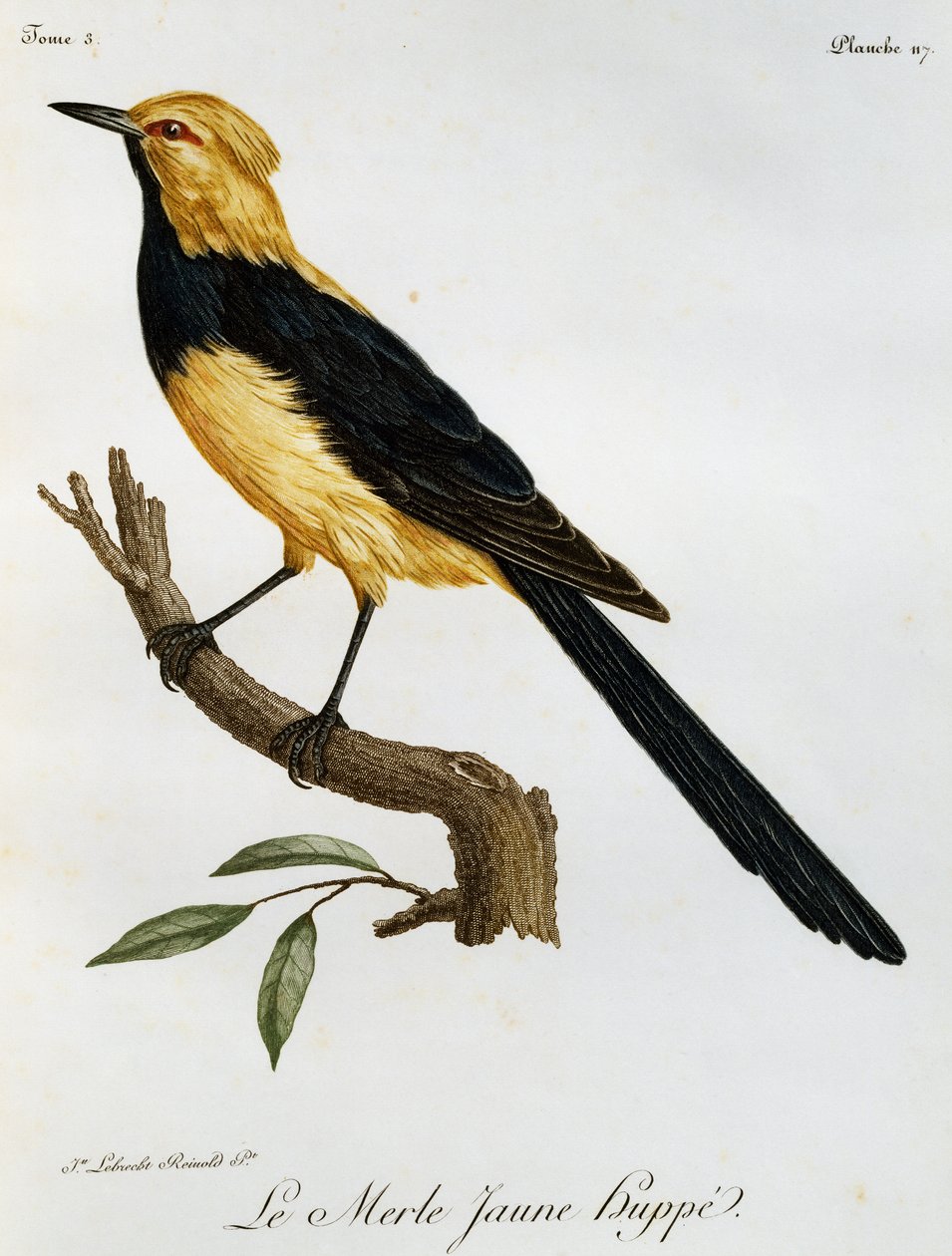 Merle Jaune Huppe, kaiverrus Histoire Naturelle des Oiseaux d