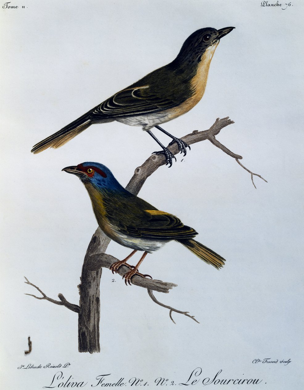 Oliivipensaskirkko (Telophorus olivaceus), kaiverrus Histoire Naturelle des Oiseaux d