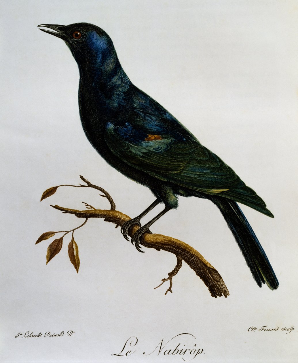Vaaleasiipinen kottarainen (Onychognathus nabouroup), kaiverrus Afrikan lintujen luonnonhistoriasta tekijältä Francois Le Vaillant