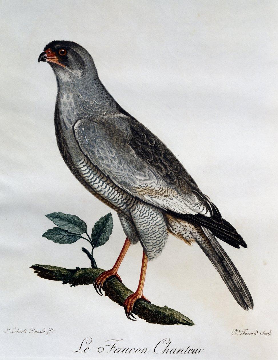 Pale Chanting-Goshawk (Melierax canorus), kaiverrus Afrikan lintujen luonnonhistoriasta tekijältä Francois Le Vaillant