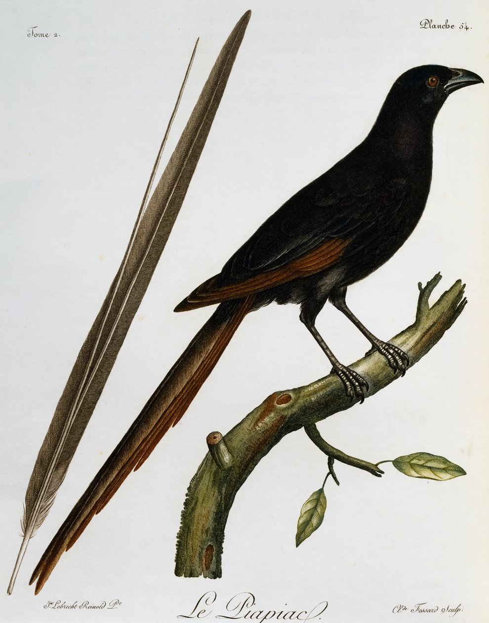 Piapiac (Ptilostomus afer), kaiverrus Histoire Naturelle des Oiseaux d