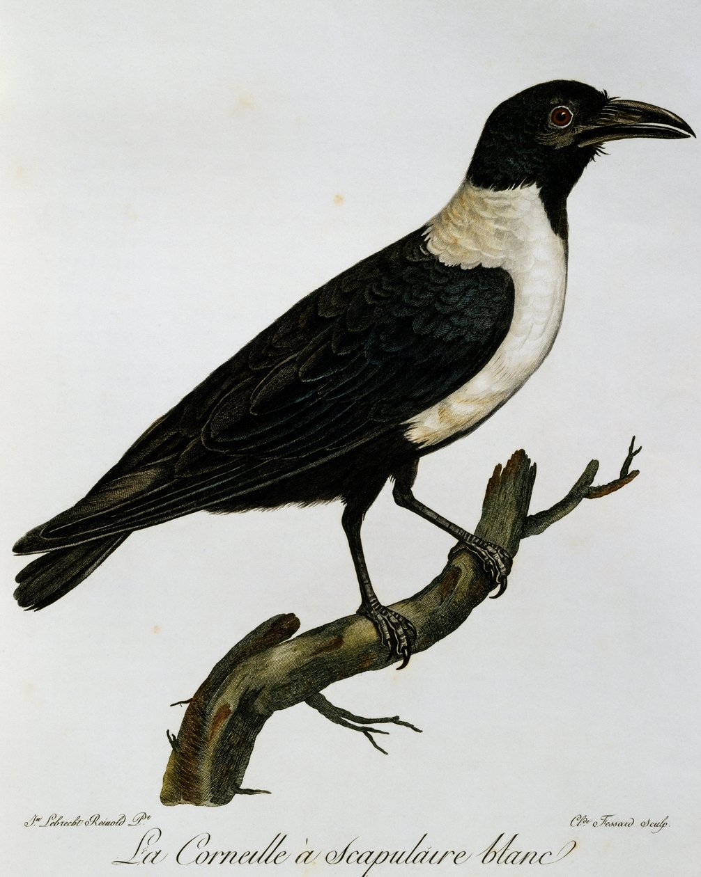 Pied Crow (Corvus albus), kaiverrus Afrikan lintujen luonnonhistoriasta tekijältä Francois Le Vaillant