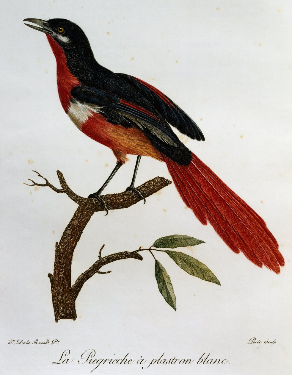 Valkorintainen Piegriche (Lanius mystacus), kaiverrus Histoire naturelle des Oiseaux d