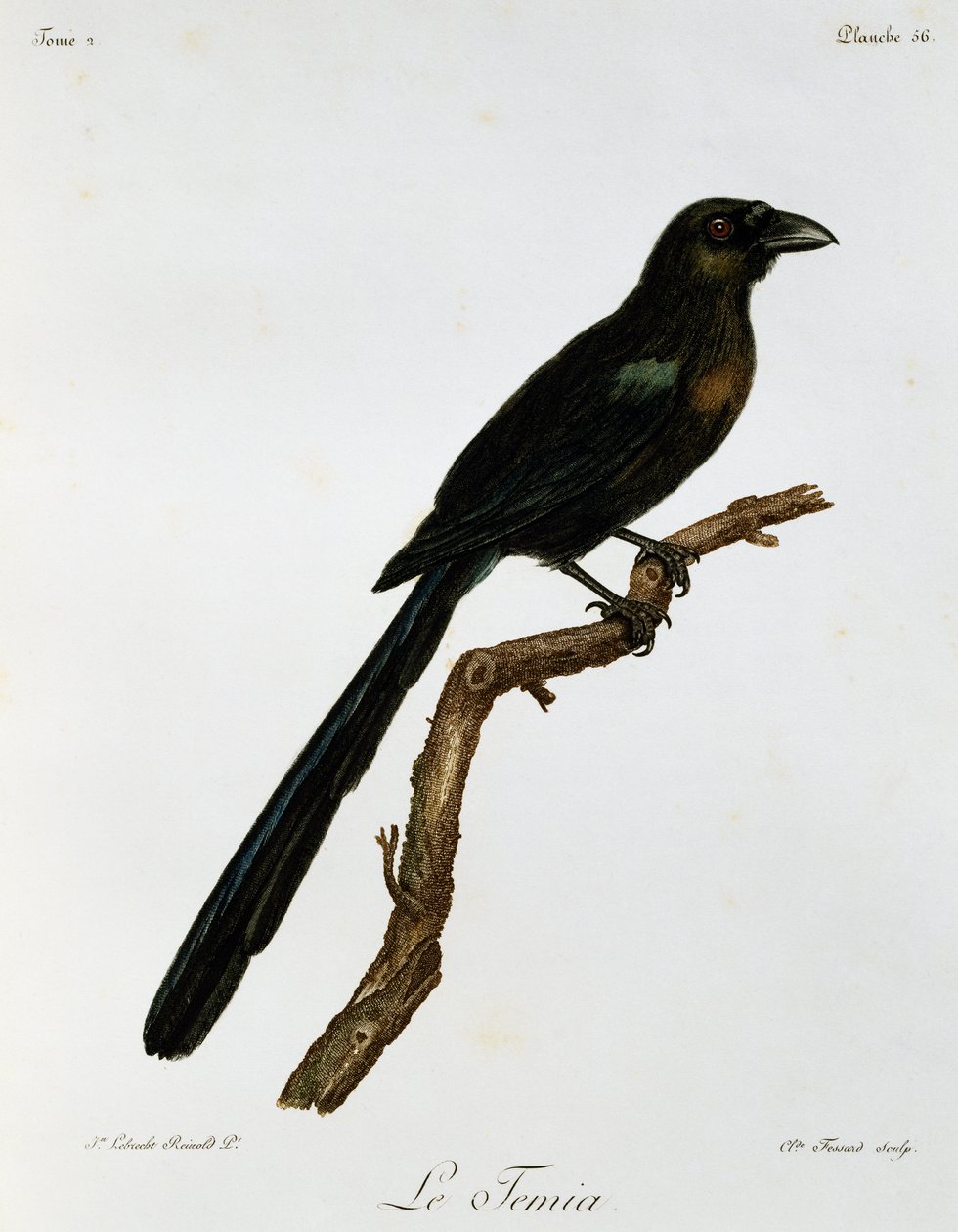 Racket-tailed Treepie (Crypsirina temia), kaiverrus Afrikan lintujen luonnonhistoriasta tekijältä Francois Le Vaillant