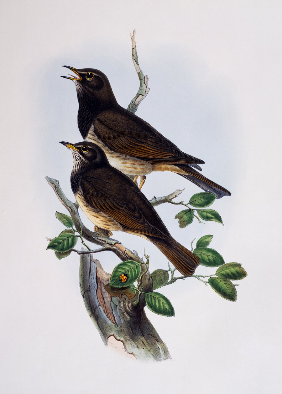 Punalapainen kiiltävä kottarainen (Lamprotornis nitens), kaiverrus Histoire Naturelle des Oiseaux d