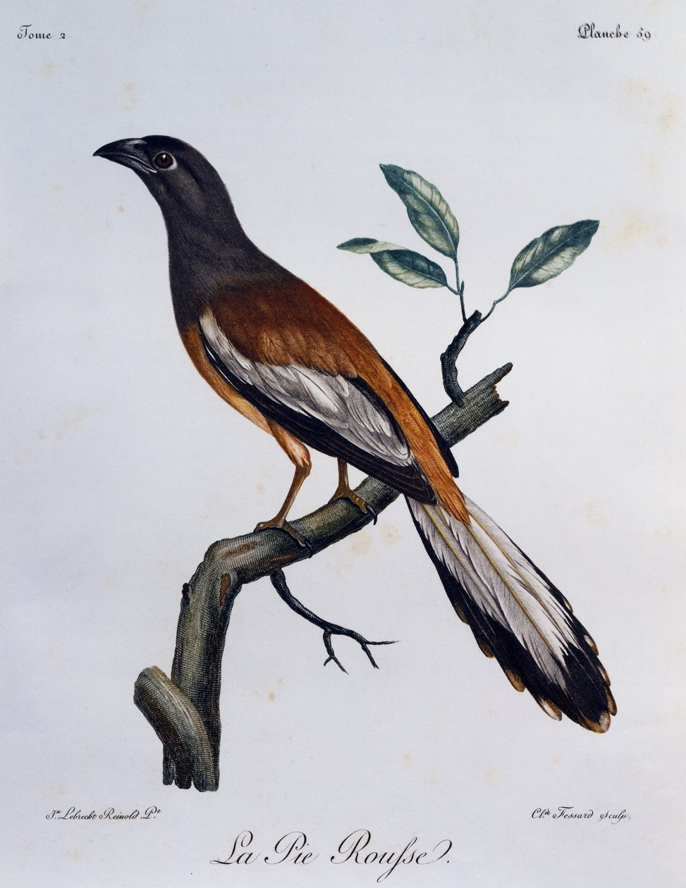 Rufous Treepie (Dendrocitta vagabunda), kaiverrus Afrikan lintujen luonnonhistoriasta tekijältä Francois Le Vaillant