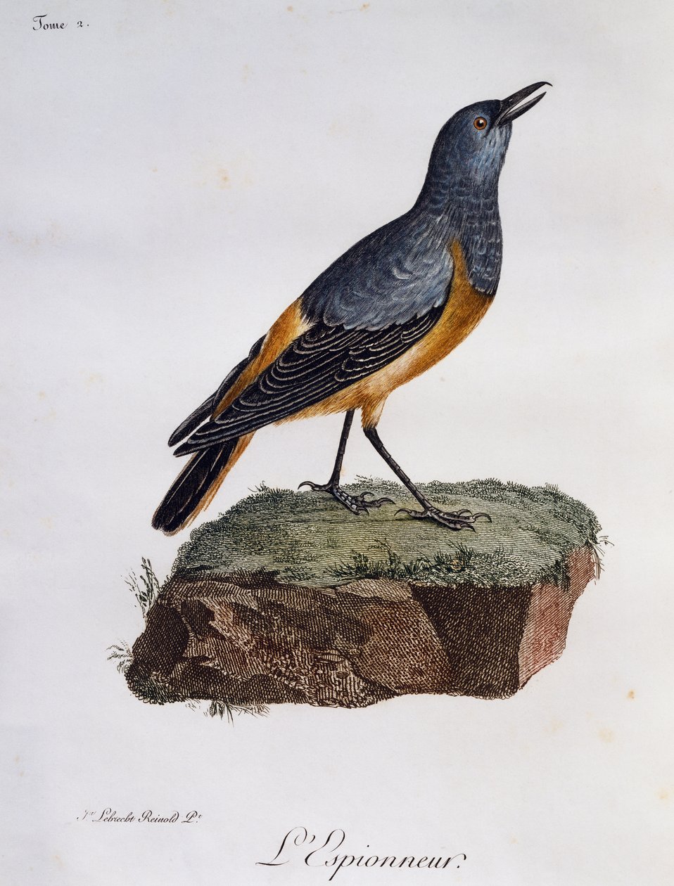 Sentinel-kivirästas (Monticola explorator), kaiverrus Histoire Naturelle des Oiseaux d