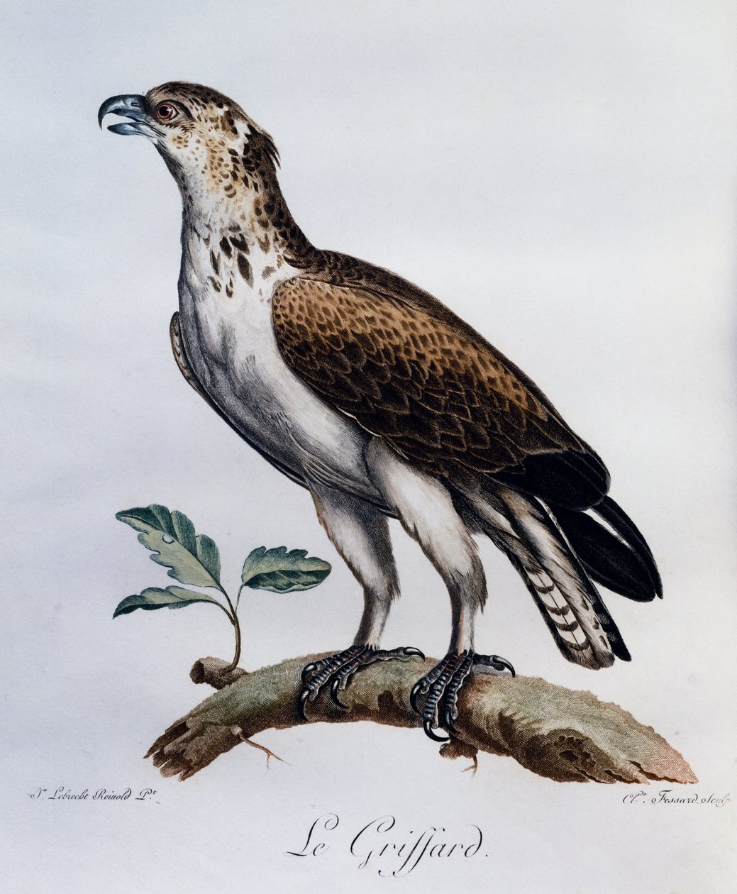 Lyhytvarpainen käärmekotka (Circaetus gallicus), kaiverrus Afrikan lintujen luonnonhistoriasta tekijältä Francois Le Vaillant
