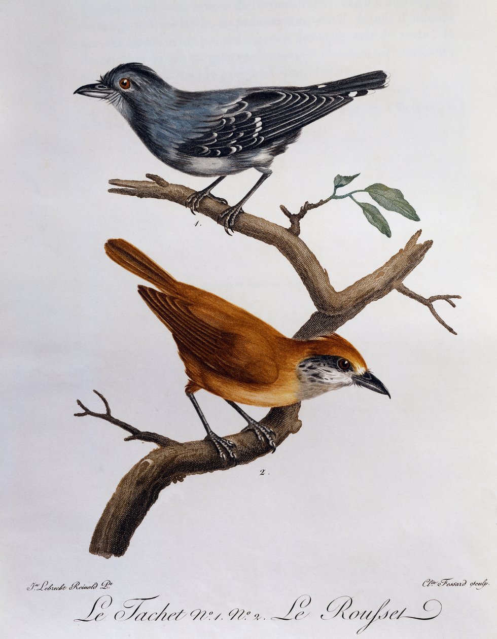 Tachet ja alla Rousset, kaiverrus Histoire Naturelle des Oiseaux d