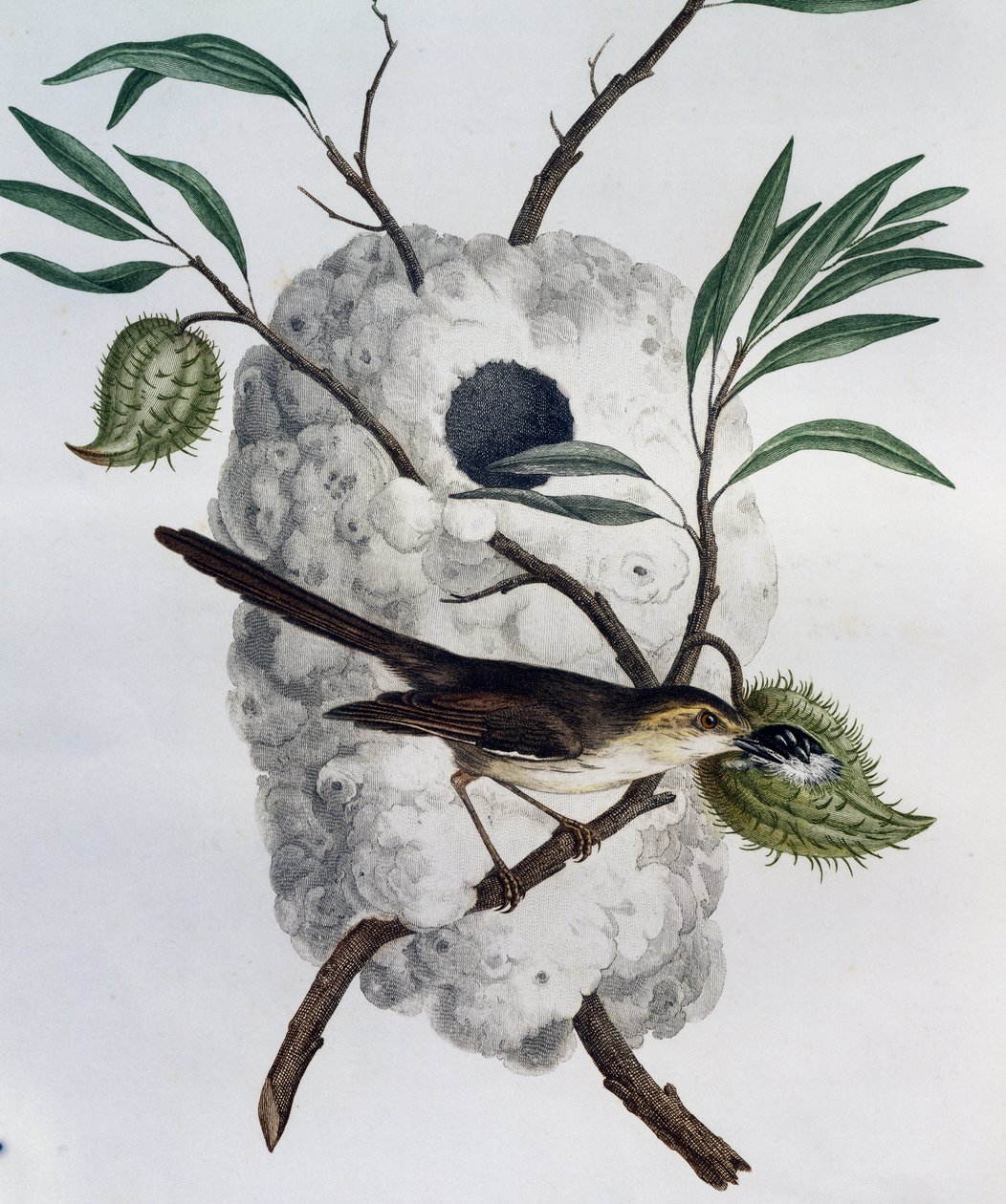 Tawny-kylki Prinia (Prinia subflava), kaiverrus Afrikan lintujen luonnonhistoriasta tekijältä Francois Le Vaillant