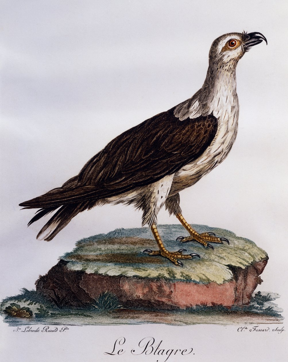 Valkovatsakalakotka (Haliaeetus leucogaster), kaiverrus Histoire Naturelle des Oiseaux d