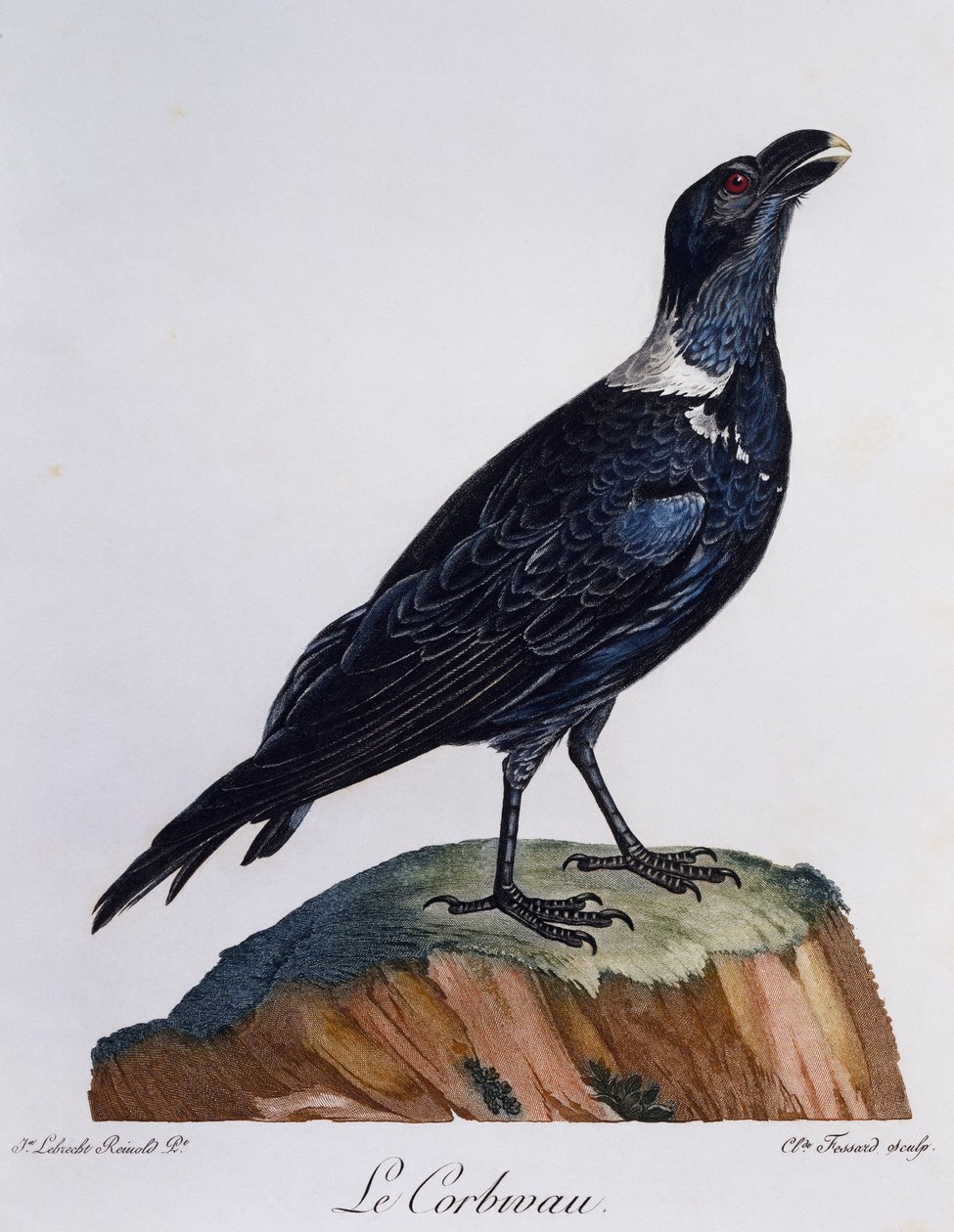 Valkokaulakorppi (Corvus albicollis), kaiverrus Afrikan lintujen luonnonhistoriasta tekijältä Francois Le Vaillant