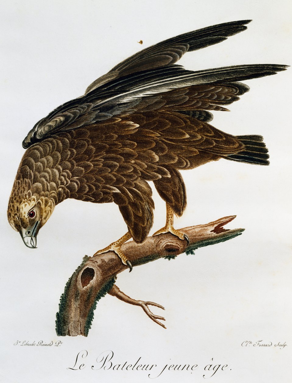 Nuori Bateleur (Terathopius ecaudatus), kaiverrus Histoire Naturelle des Oiseaux d