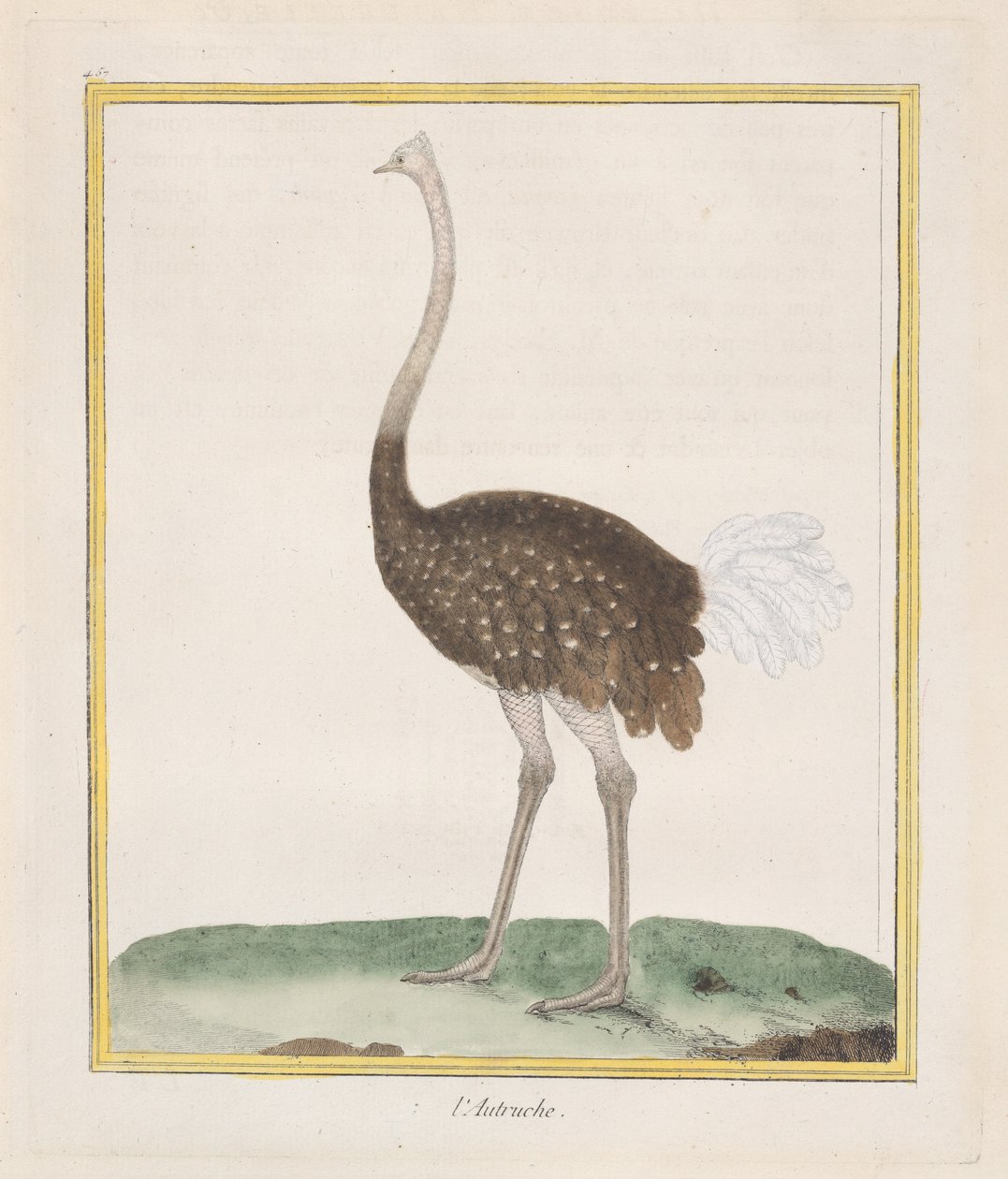 Strutsi Strutsi, 1770-86. tekijältä Francois Nicolas Martinet