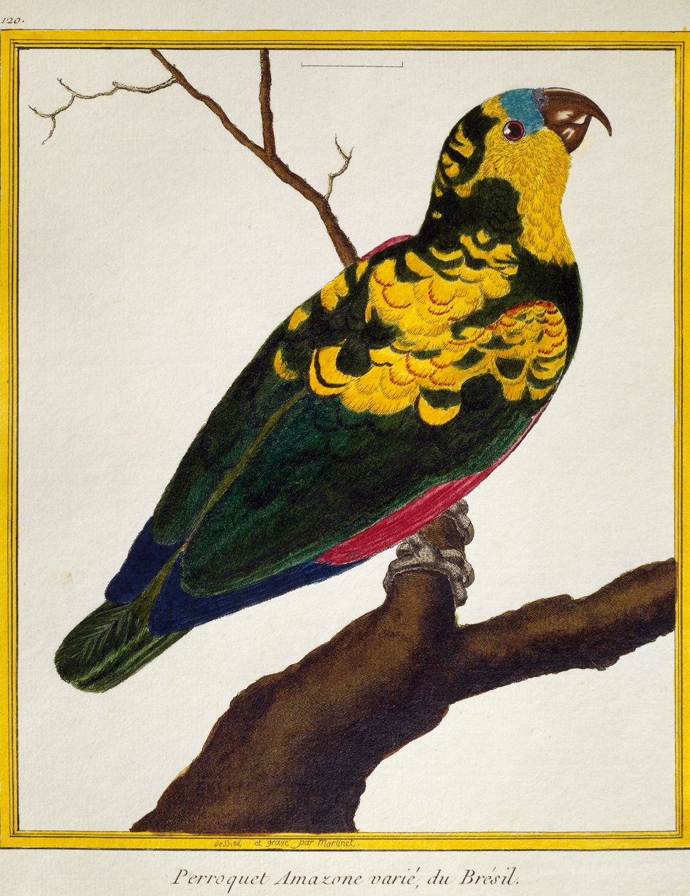 Sinirintapapuukaija (Amazona aestiva), lintujen luonnonhistoriasta tekijältä Francois Nicolas Martinet