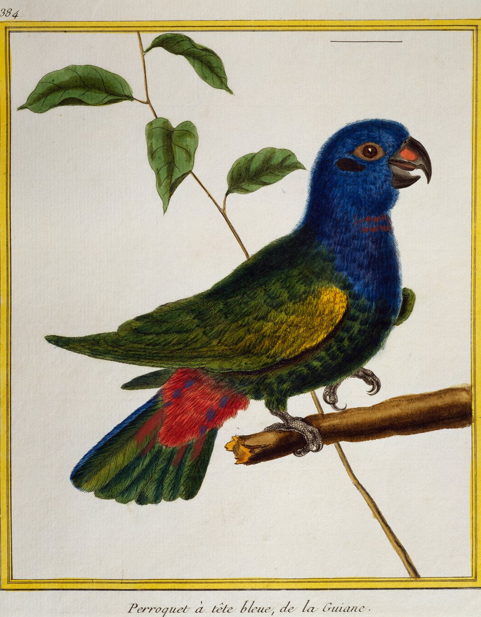 Sinipäinen papukaija (Pionus menstruus), lintujen luonnonhistoriasta tekijältä Francois Nicolas Martinet