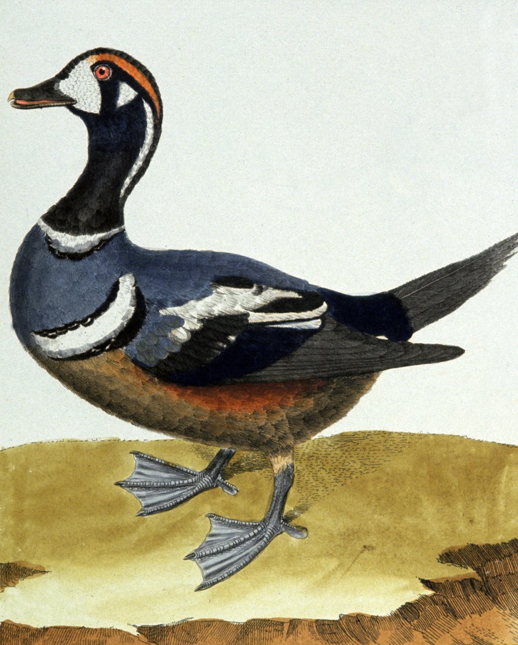 Canard collier. tekijältä Francois Nicolas Martinet