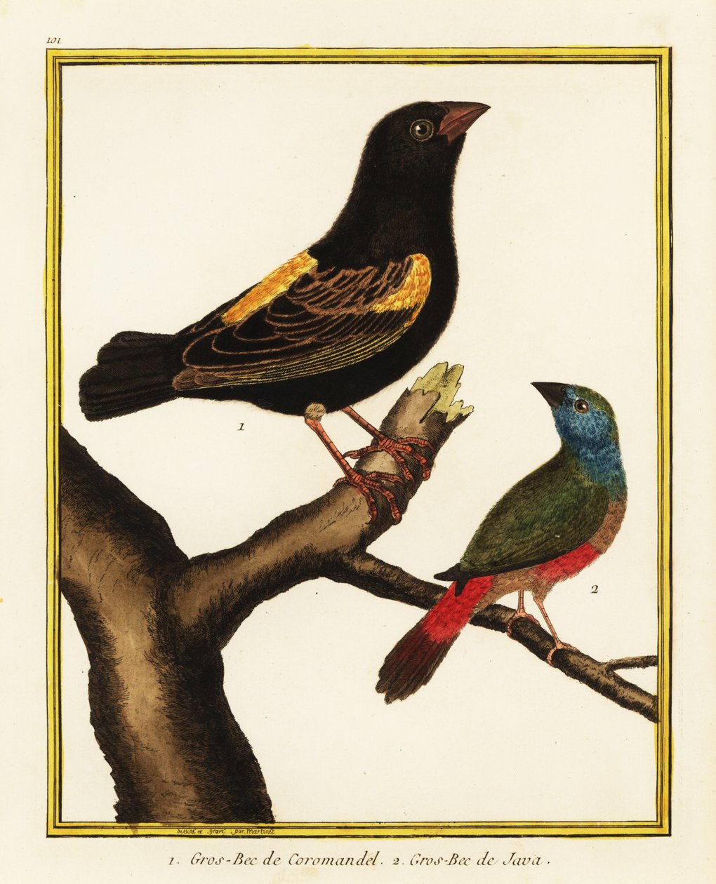 Kappiispa, Euplectes capensis 1, ja neulapyrstö, Erythrura prasina 2 tekijältä Francois Nicolas Martinet